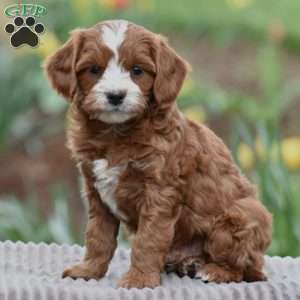 Jimmy, Cavapoo Puppy